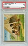 T73 Indian Life in the 60s "Puppy Stew" PSA 7 