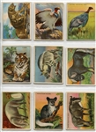 T29 Hassan Animals Complete Set of 80 