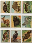 T29 Hassan Animals Complete Set of 80 