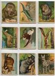 T29 Hassan Animals Complete Set of 80 