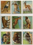 T29 Hassan Animals Complete Set of 80 