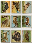 T29 Hassan Animals Complete Set of 80 