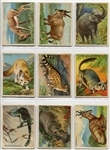 T29 Hassan Animals Complete Set of 80 