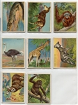 T29 Hassan Animals Complete Set of 80 