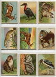 T29 Hassan Animals Complete Set of 80 