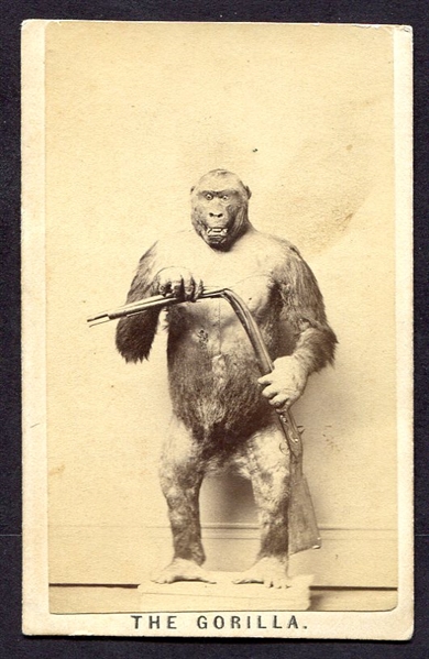 Circa 1860's The Gorilla CDV