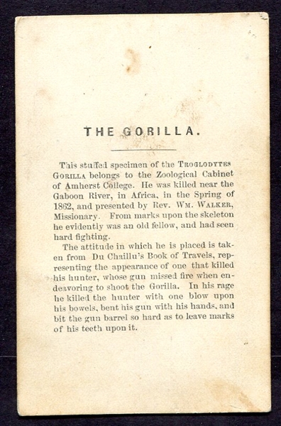 Circa 1860's The Gorilla CDV