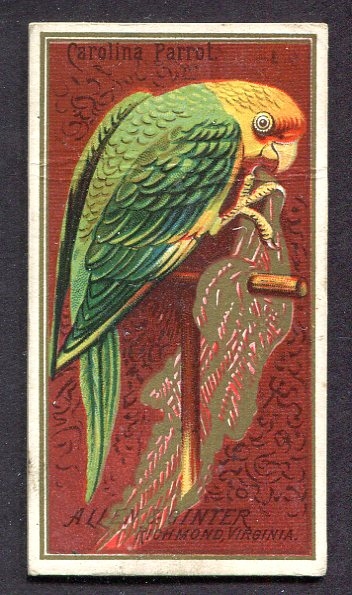 N4 Birds of America #9 Carolina Parrot