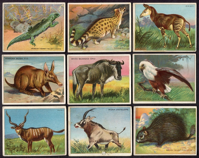 T29 Hassan Animals 18 Different