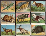 T29 Hassan Animals 18 Different