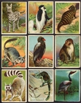 T29 Hassan Animals 18 Different